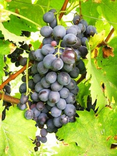 详解德国主要红葡萄品种