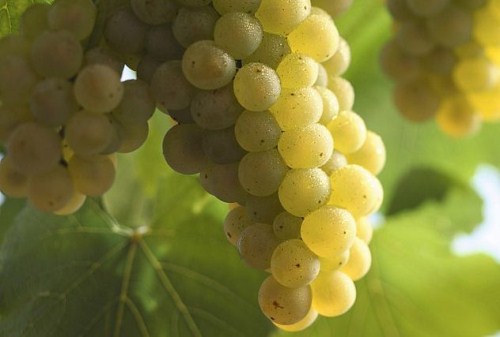 阿里高特：别样的勃艮第白葡萄酒