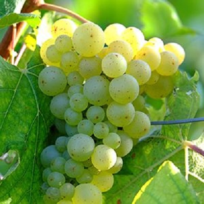 阿尔楚歌(Altrugo)