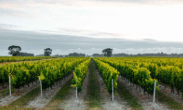 十问十答，立体呈现名庄林立的梅多克产区