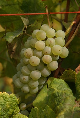 约汉尼特(Johanniter)