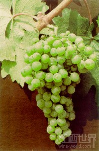 皮特罗利亚诺(Petroulianos)