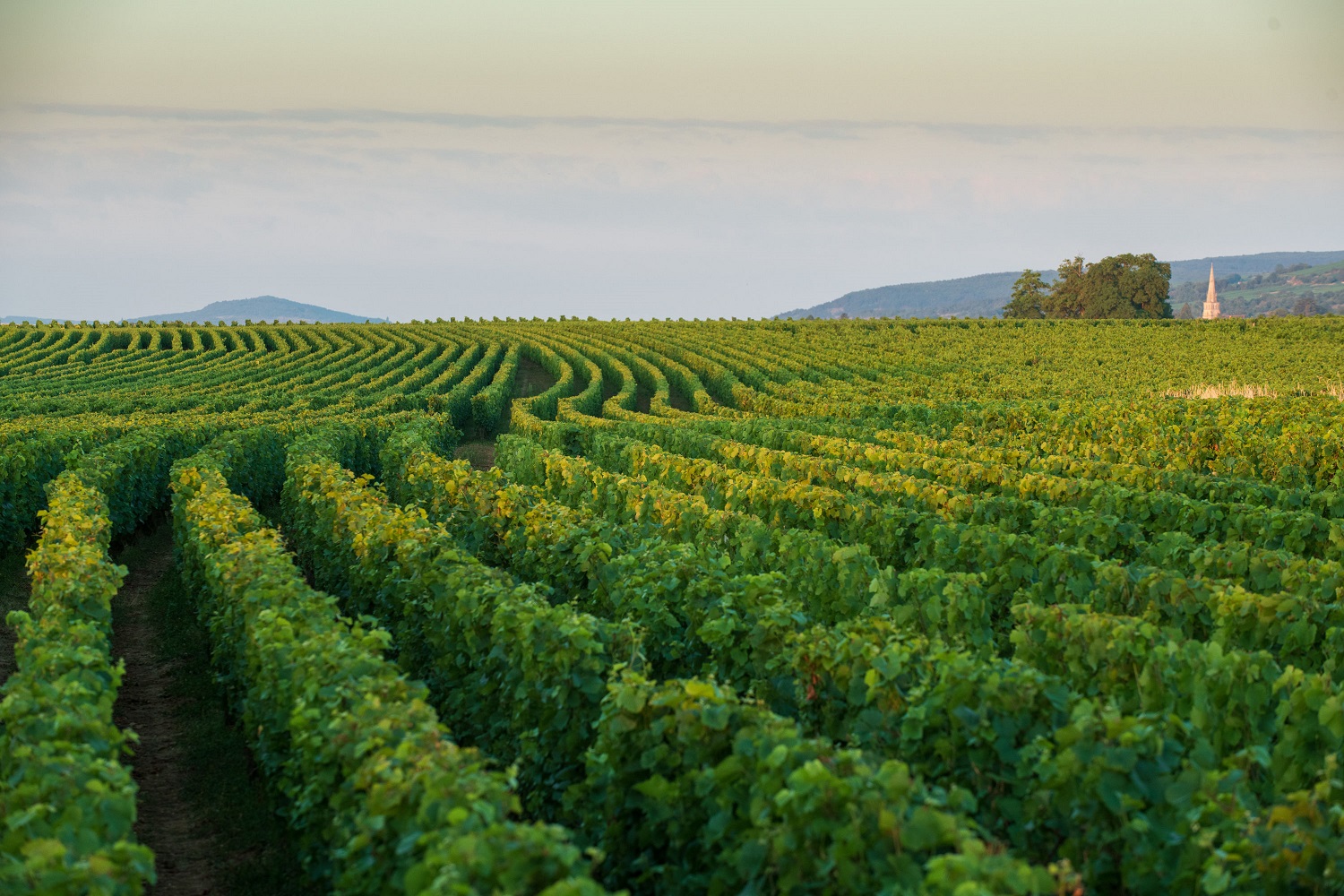 当我们选择勃艮第