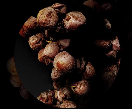 你应该知道的贵腐菌知识