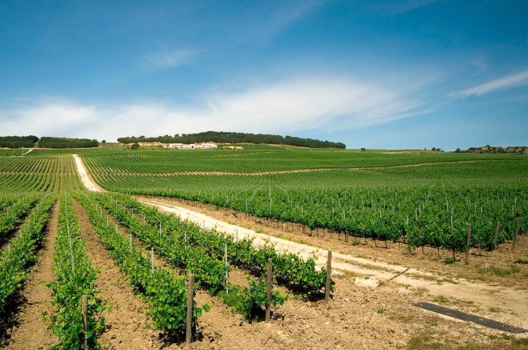 西西里葡萄酒传说之续