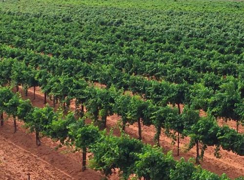 德克萨斯州：在挑战中创新