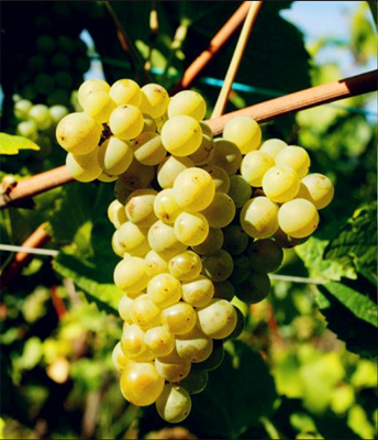 白皮诺(Pinot Blanc)