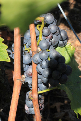 埃和泽(Eyholzer Rote)