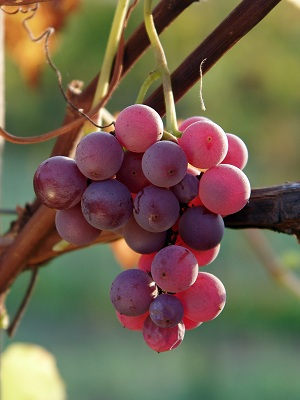 德拉瓦尔(Delaware)