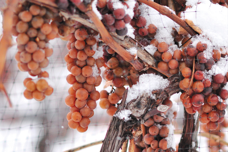 爱上冰酒，不需要理由