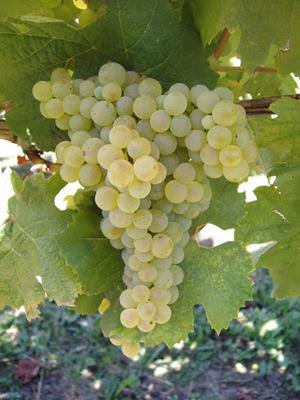 白卡拉多(Camaralet de Lasseube)