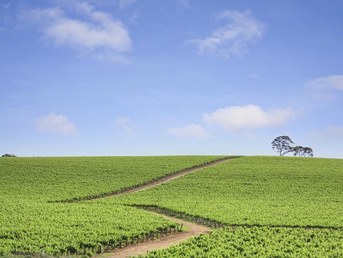 雷司令经典产区一览