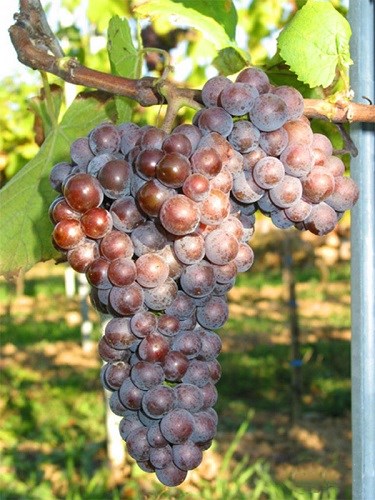 详解德国主要白葡萄品种