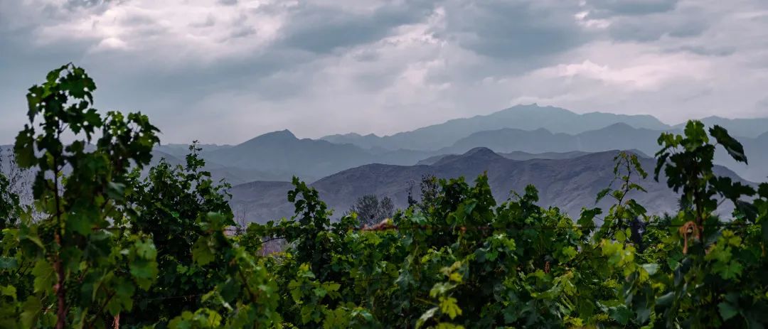 2019年留世传奇：JS92，惊艳世界的宁夏二级庄