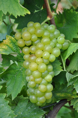 白麝香(Muscat Canelli)