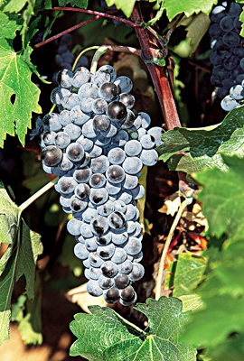 阿吉提可(Aghiorghitiko)