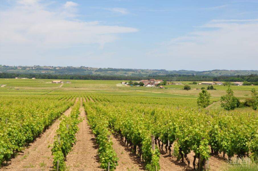 苏玳贵腐甜酒挑选指南