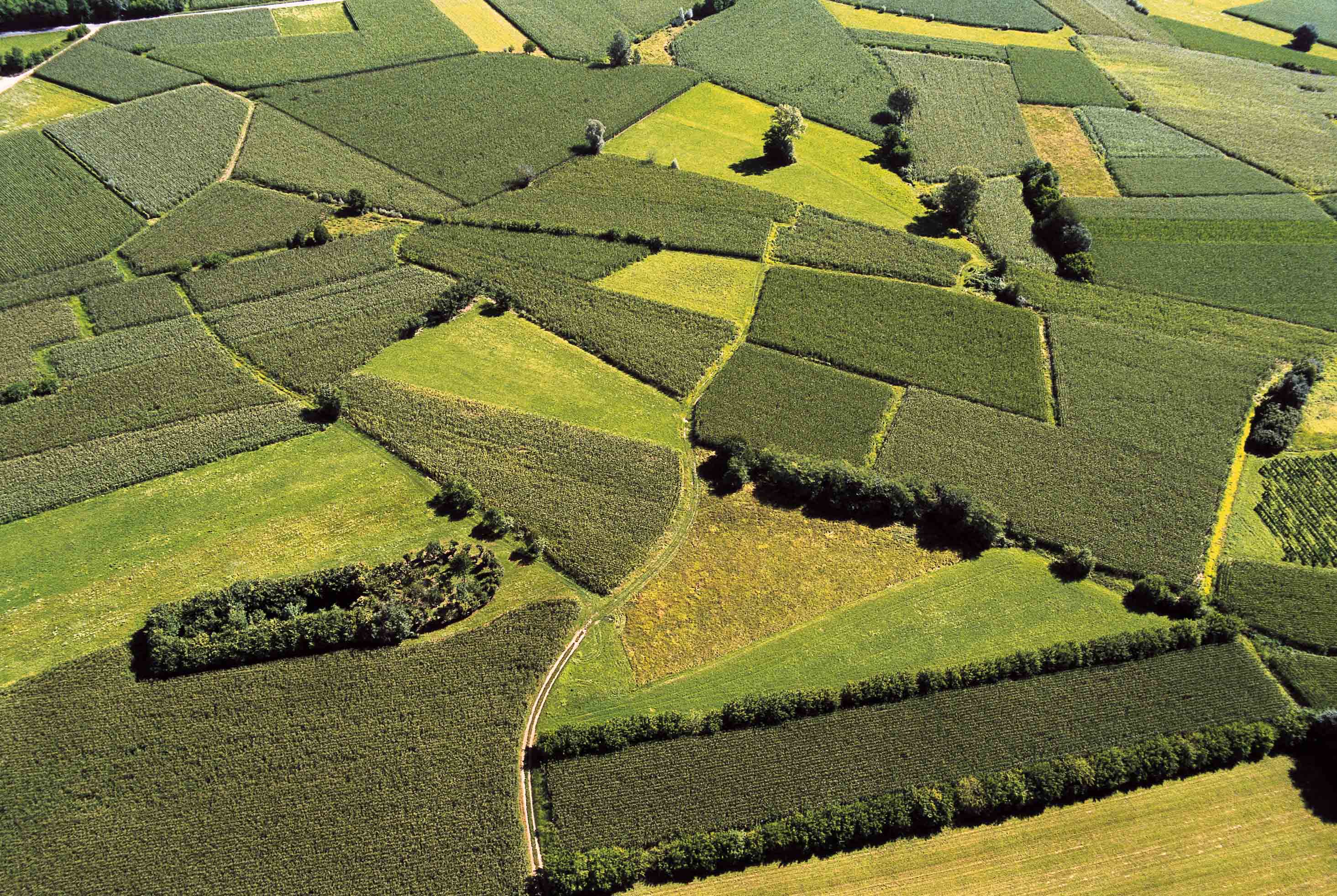 弗留利的白葡萄酒：混酿、单品种和橙酒