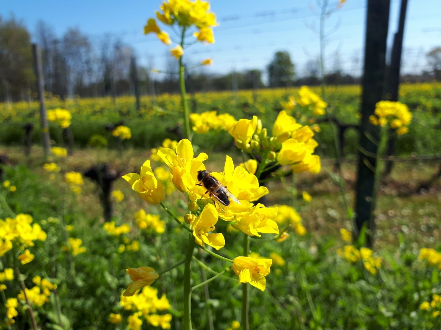 缤纷多彩，多元创新——波尔多与超级波尔多产区