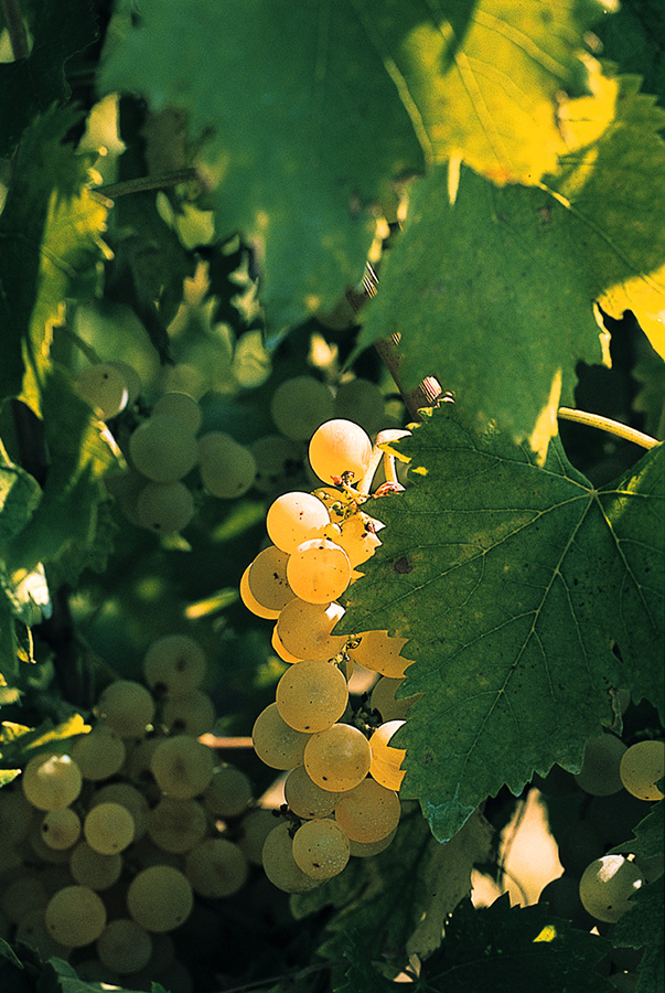 弗留利的白葡萄酒：混酿、单品种和橙酒