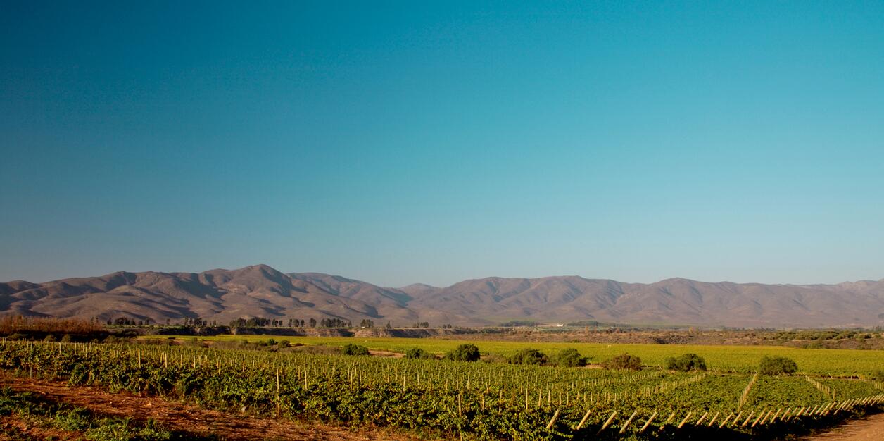 麦卡斯特选珍藏西拉套装，购买即送博芬智能酒柜