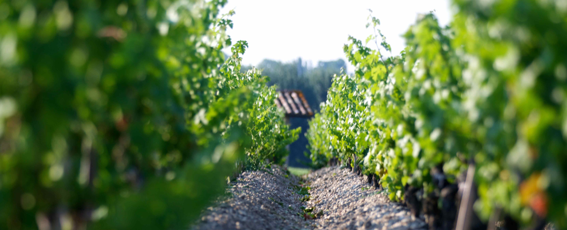 木桐系五级庄，克拉米伦2022年牌期酒发售