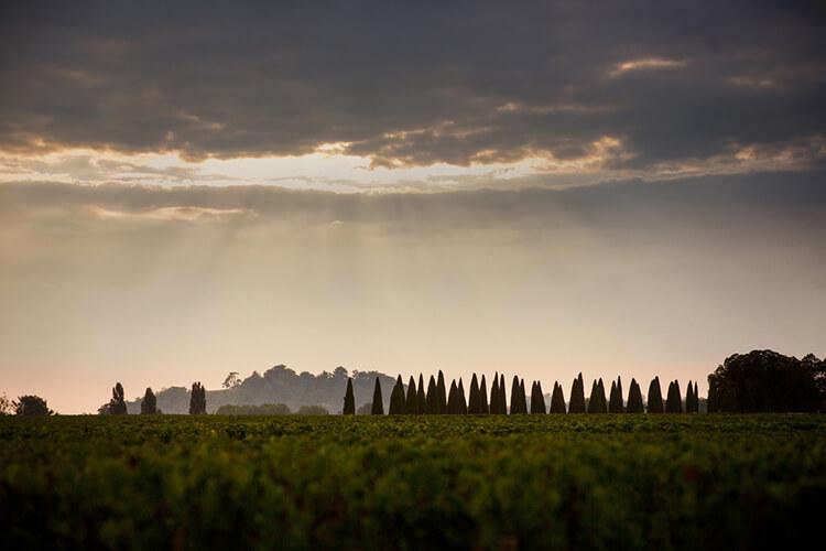 莫意克家族的明星：波美侯名庄卓龙2021期酒