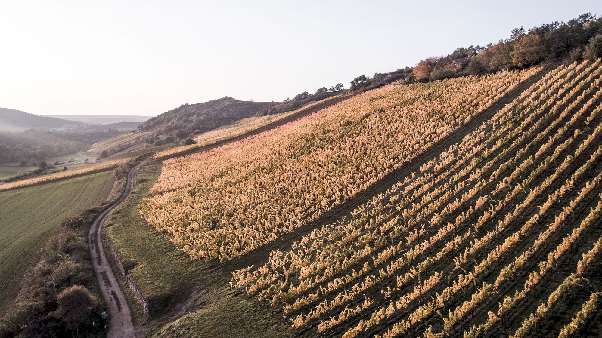 丹尼尔·瓦戈纳：我们的葡萄酒如一曲嬉游曲