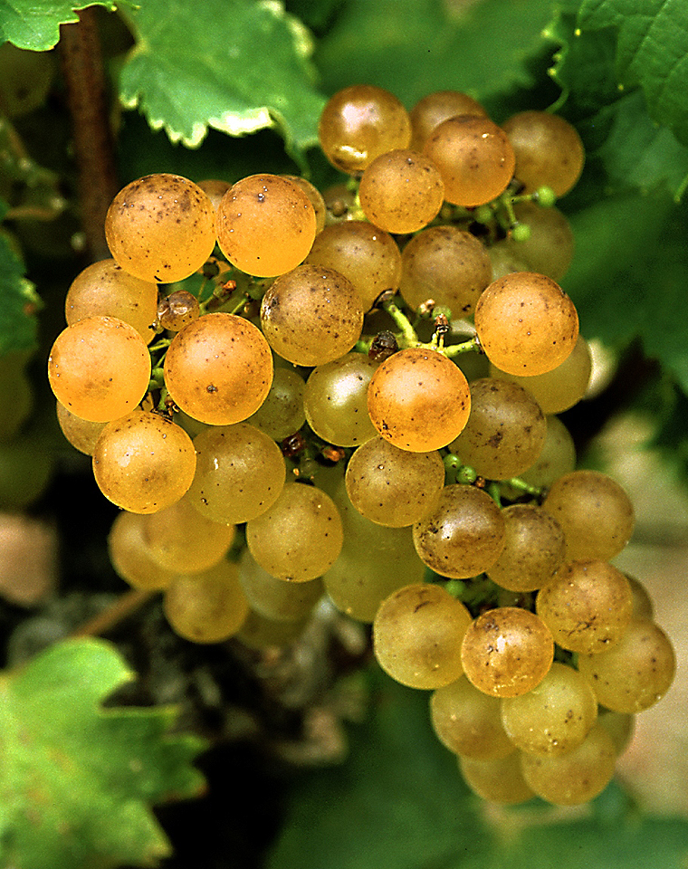 阿根廷赛美蓉：老藤释放新潜力