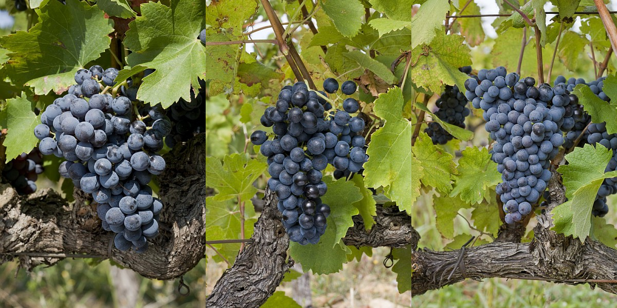 菲图：南法的精品佳丽酿产区