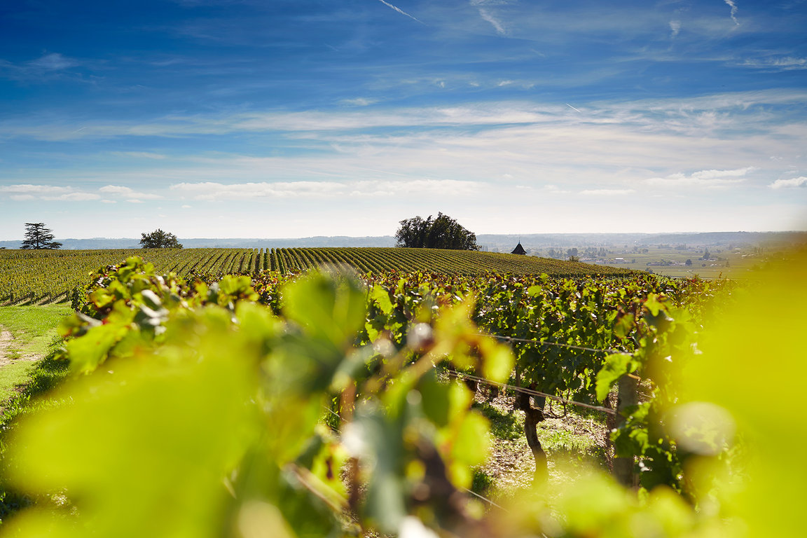 JL97-99分，一级A等柏菲酒庄2022期酒上线